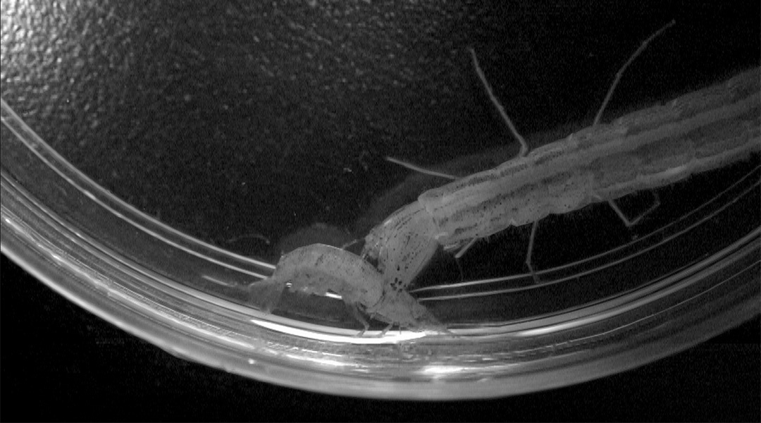 水中昆蟲-台灣蠑蜤的二齡蟲 捕捉溪蝦的瞬間影像